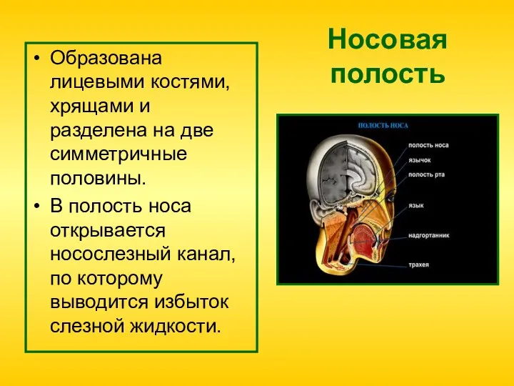 Носовая полость Образована лицевыми костями, хрящами и разделена на две