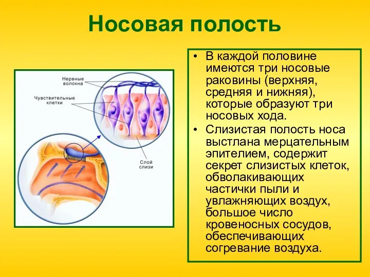 Носовая полость В каждой половине имеются три носовые раковины (верхняя,