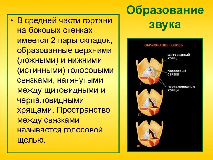 Образование звука В средней части гортани на боковых стенках имеется