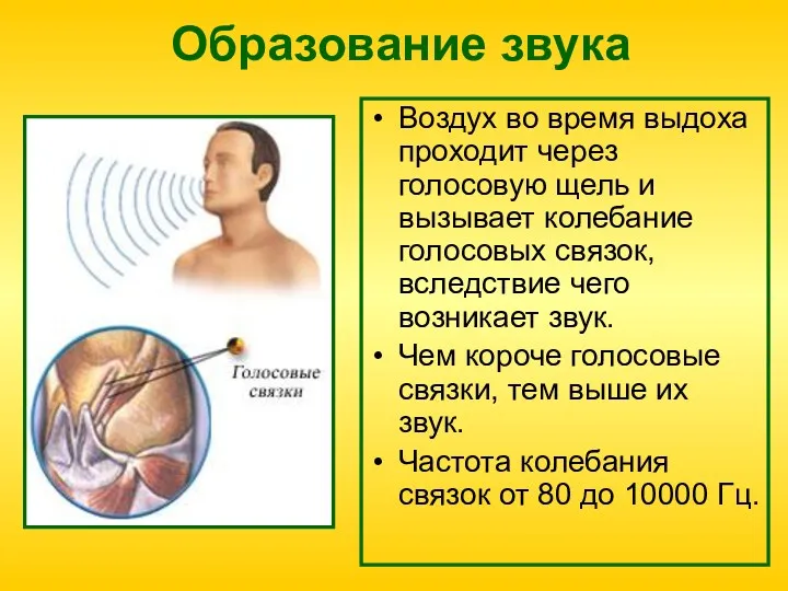 Образование звука Воздух во время выдоха проходит через голосовую щель