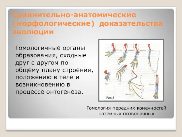 Сравнительно-анатомические (морфологические) доказательства эволюции Гомологичные органы-образования, сходные друг с другом