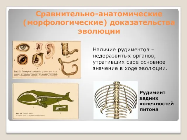 Сравнительно-анатомические (морфологические) доказательства эволюции Рудимент задних конечностей питона Наличие рудиментов