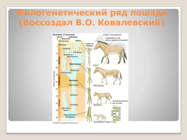 Филогенетический ряд лошади (Воссоздал В.О. Ковалевский)