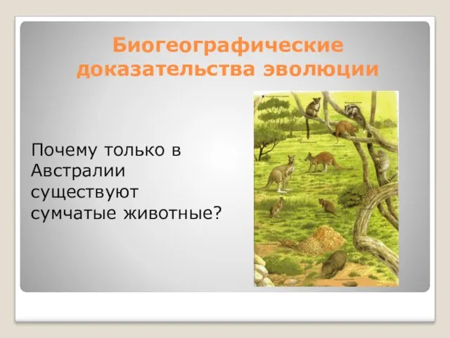 Биогеографические доказательства эволюции Почему только в Австралии существуют сумчатые животные?