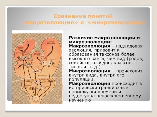 Сравнение понятий «макроэволюция» и «микроэволюция» Различие макроэволюции и микроэволюции: Макроэволюция