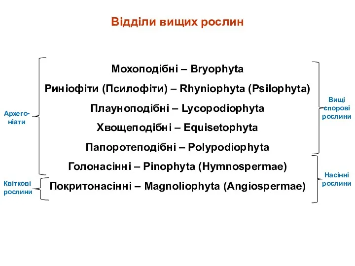 Відділи вищих рослин Мохоподібні – Bryophyta Риніофіти (Псилофіти) – Rhyniophyta