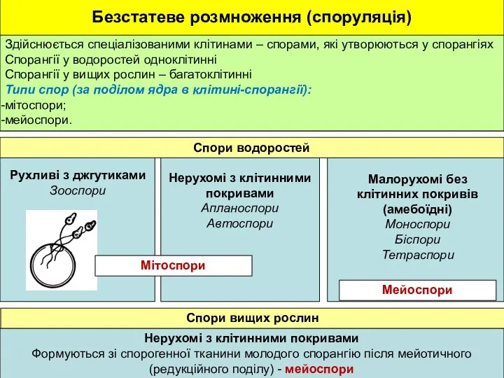 Рухливі з джгутиками Зооспори Нерухомі з клітинними покривами Апланоспори Автоспори