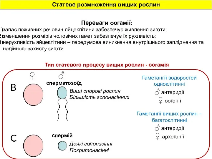 Тип статевого процесу вищих рослин - оогамія сперматозоїд спермій Вищі