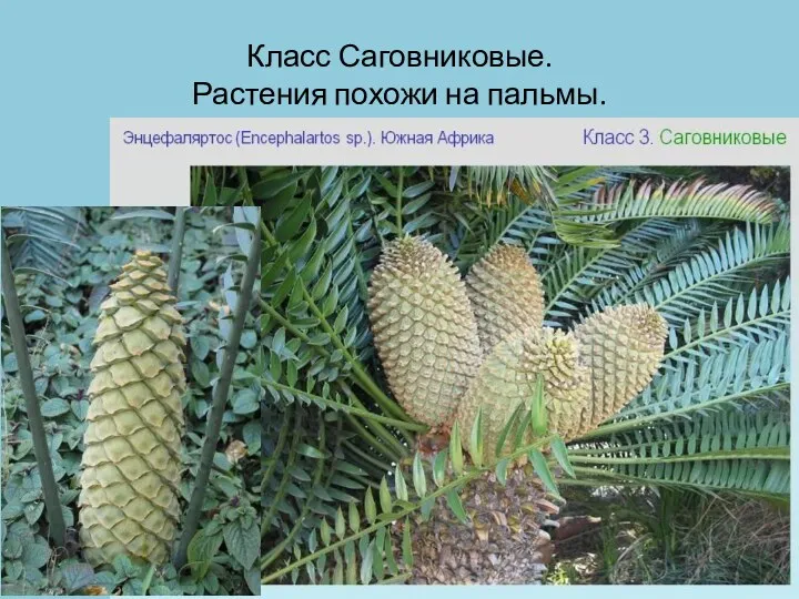 Класс Саговниковые. Растения похожи на пальмы.