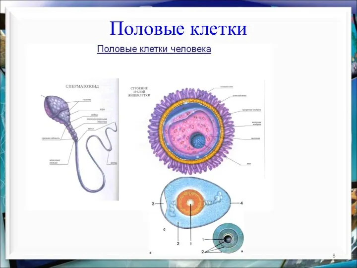 Половые клетки