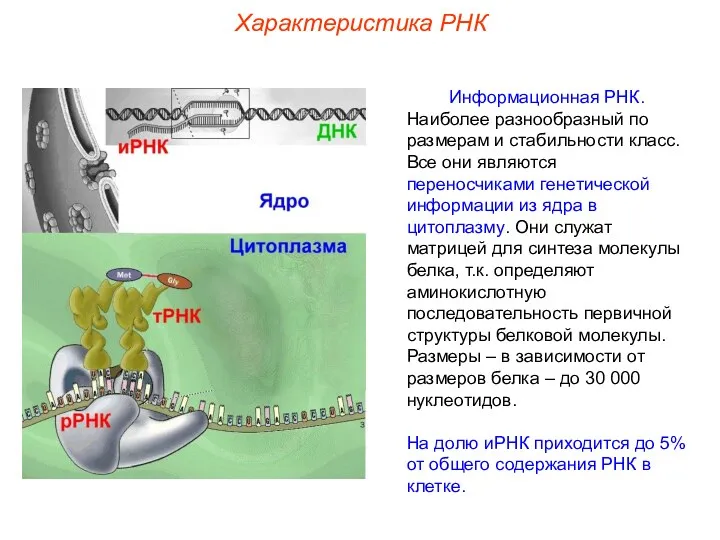 Характеристика РНК Информационная РНК. Наиболее разнообразный по размерам и стабильности