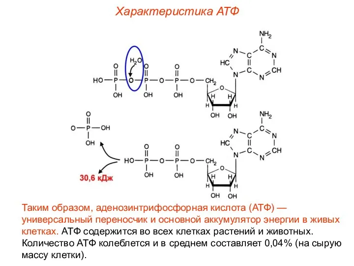 Характеристика АТФ Таким образом, аденозинтрифосфорная кислота (АТФ) — универсальный переносчик