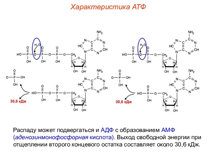 Распаду может подвергаться и АДФ с образованием АМФ (аденозинмонофосфорная кислота).