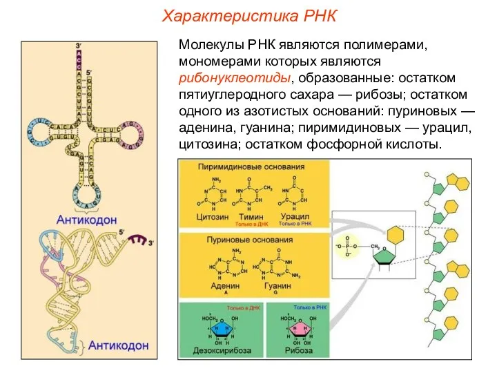 Характеристика РНК Молекулы РНК являются полимерами, мономерами которых являются рибонуклеотиды,