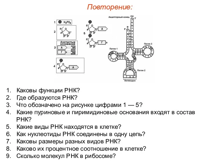 Каковы функции РНК? Где образуются РНК? Что обозначено на рисунке