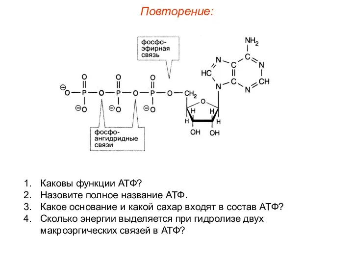 Повторение: Каковы функции АТФ? Назовите полное название АТФ. Какое основание