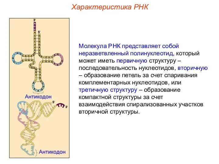 Характеристика РНК Молекула РНК представляет собой неразветвленный полинуклеотид, который может