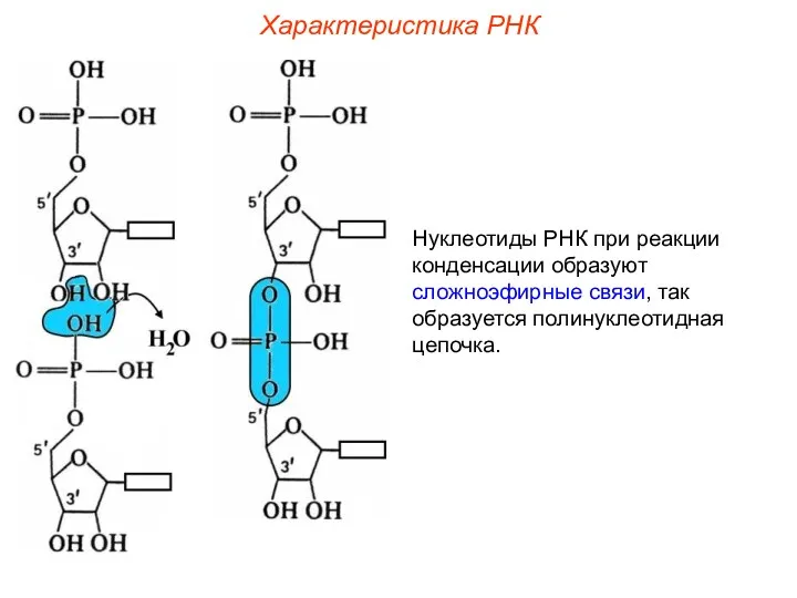 Нуклеотиды РНК при реакции конденсации образуют сложноэфирные связи, так образуется полинуклеотидная цепочка. Характеристика РНК