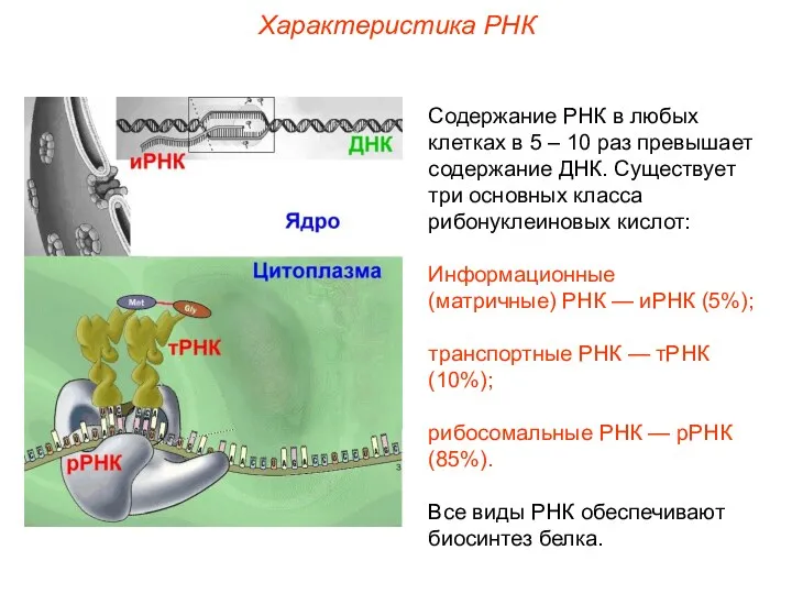 Характеристика РНК Содержание РНК в любых клетках в 5 –