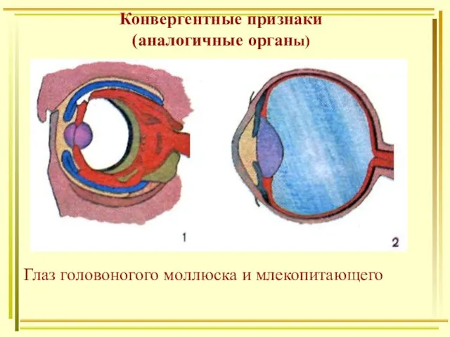 Конвергентные признаки (аналогичные органы) Глаз головоногого моллюска и млекопитающего