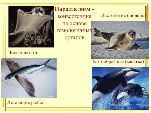 Белка-летяга Летающие рыбы Китообразные (касатка) Ластоногие (тюлень) Параллелизм -конвергенция на основе гомологичных органов