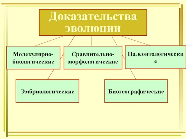 Молекулярно- биологические Сравнительно- морфологические Палеонтологические Эмбриологические Доказательства эволюции Биогеографические