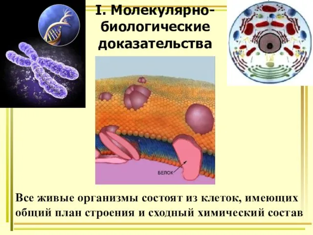 I. Молекулярно-биологические доказательства Все живые организмы состоят из клеток, имеющих