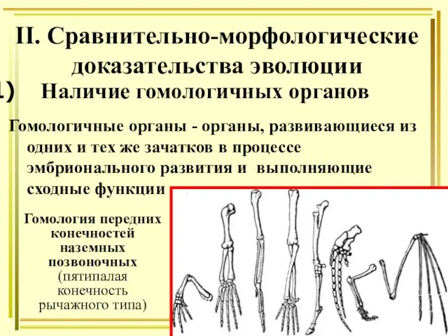 Наличие гомологичных органов Гомологичные органы - органы, развивающиеся из одних