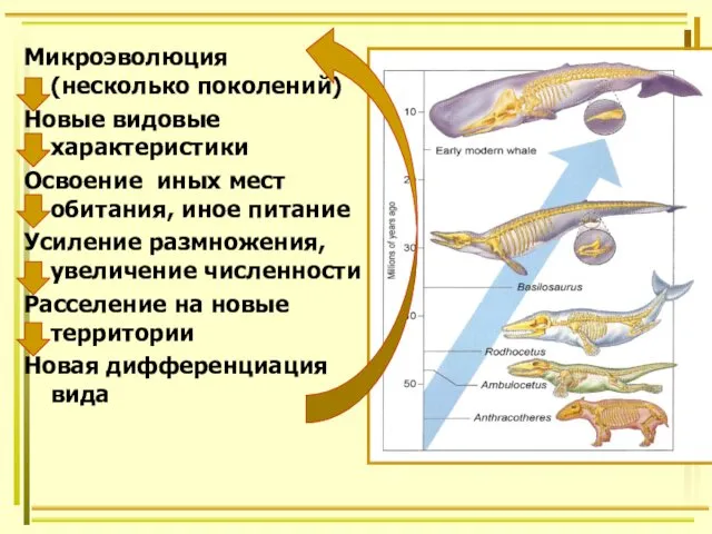 Микроэволюция (несколько поколений) Новые видовые характеристики Освоение иных мест обитания,