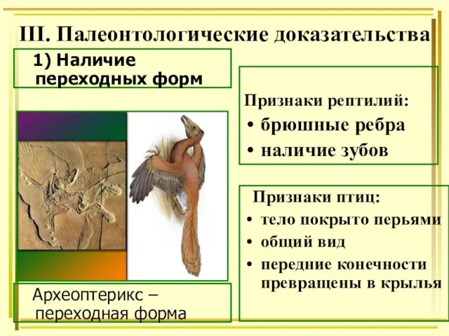 III. Палеонтологические доказательства Археоптерикс – переходная форма Признаки рептилий: брюшные