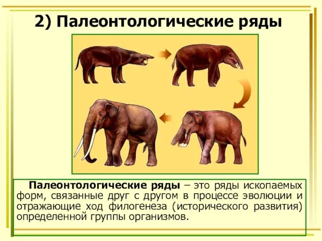 2) Палеонтологические ряды Палеонтологические ряды – это ряды ископаемых форм,