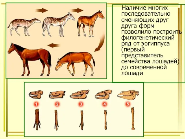 Наличие многих последовательно сменяющих друг друга форм позволило построить филогенетический