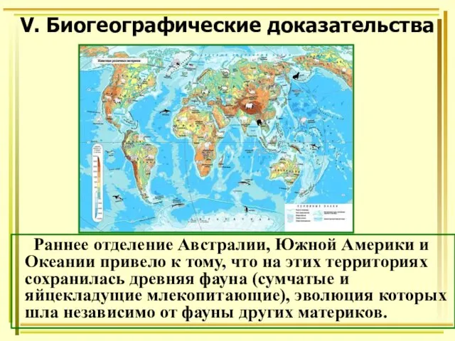 V. Биогеографические доказательства Раннее отделение Австралии, Южной Америки и Океании