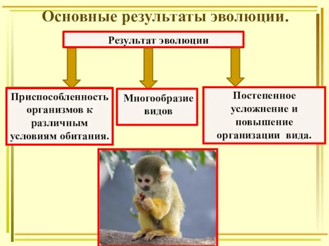 Основные результаты эволюции. Результат эволюции Приспособленность организмов к различным условиям