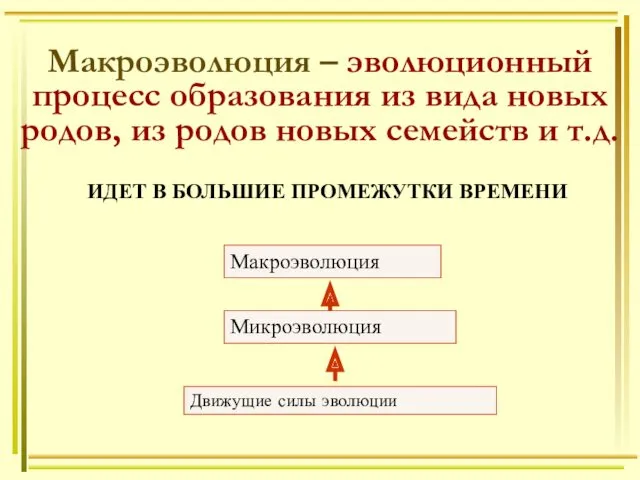 Макроэволюция – эволюционный процесс образования из вида новых родов, из