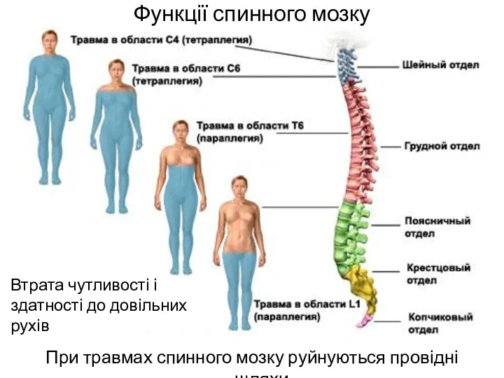 Функції спинного мозку При травмах спинного мозку руйнуються провідні шляхи
