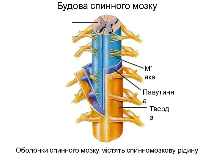 Будова спинного мозку Оболонки спинного мозку містять спинномозкову рідину М’яка Павутинна Тверда