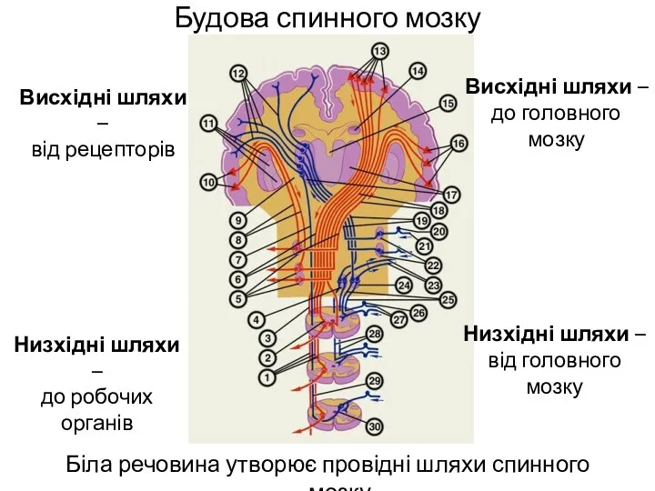 Будова спинного мозку Біла речовина утворює провідні шляхи спинного мозку