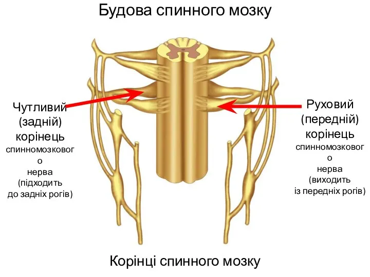 Будова спинного мозку Корінці спинного мозку Руховий (передній) корінець спинномозкового