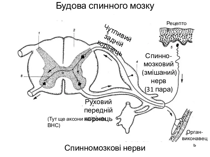 Будова спинного мозку Спинномозкові нерви Чутливий задній корінець Руховий передній