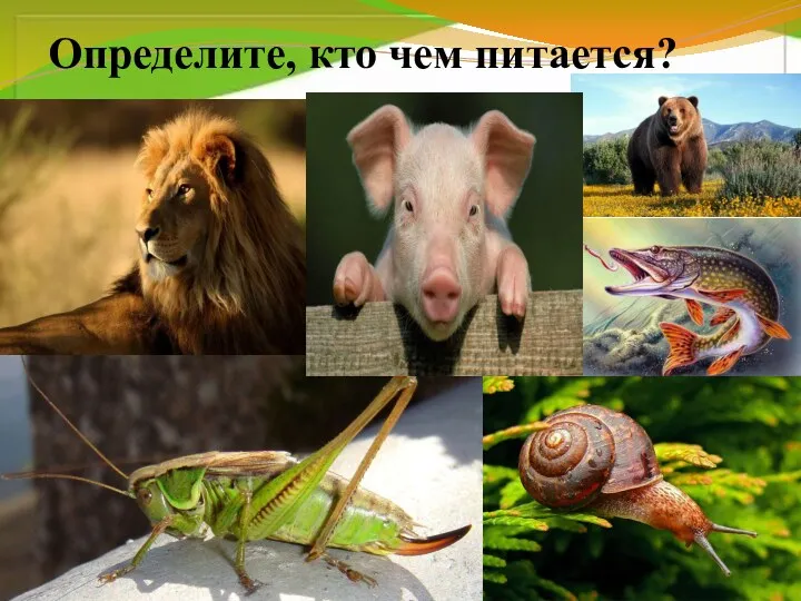 Определите, кто чем питается?