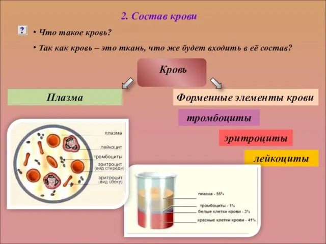 2. Состав крови Что такое кровь? Так как кровь – это ткань, что