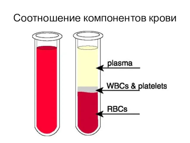 Соотношение компонентов крови