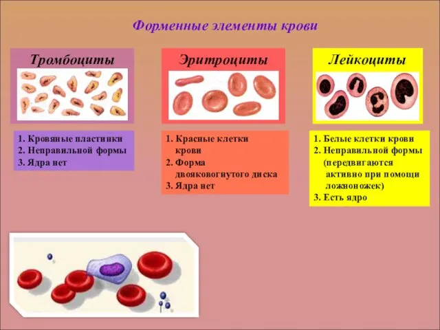 участвуют в защитных реакциях организма - иммунитете участвуют в транспорте газов участвуют в