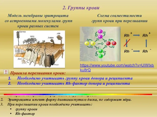 Эритроциты – это красные клетки крови, обеспечивающие транспорт газов, их мембраны содержат информацию