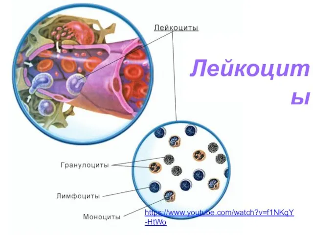 Лейкоциты https://www.youtube.com/watch?v=f1NKqY-HtWo