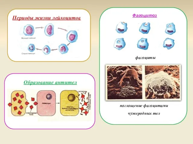 Периоды жизни лейкоцитов Фагоцитоз фагоциты поглощение фагоцитами чужеродных тел Образование антител