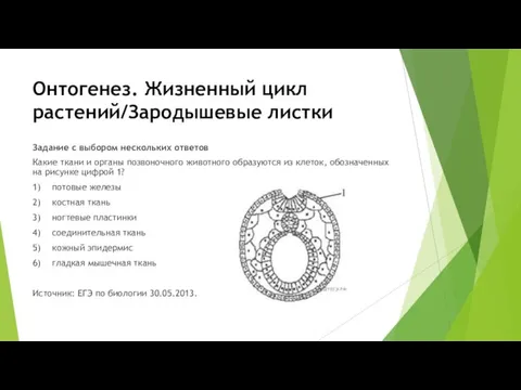 Онтогенез. Жизненный цикл растений/Зародышевые листки Задание с выбором нескольких ответов