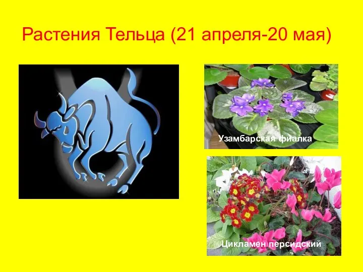 Растения Тельца (21 апреля-20 мая) Узамбарская фиалка Цикламен персидский