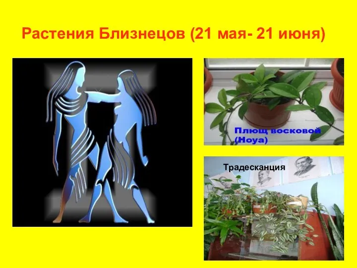 Растения Близнецов (21 мая- 21 июня) Традесканция